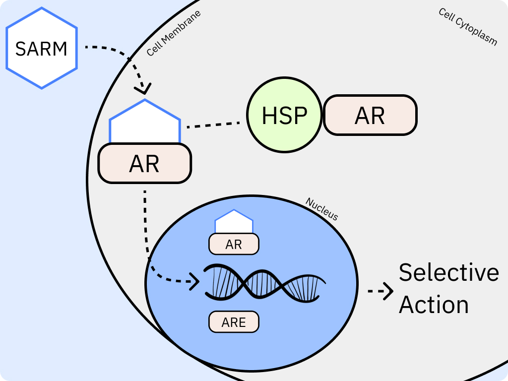 Schematic illustration of SARMs mechanism of action inside the cell